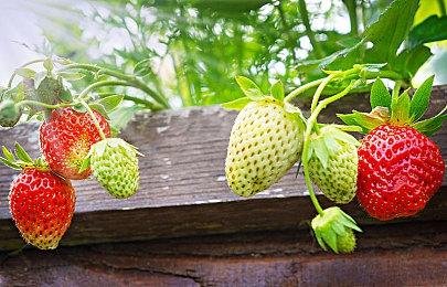 任天堂全力将越南产NS2运往美国 但似乎仍有很大缺口